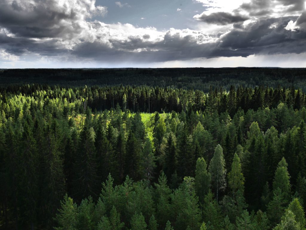 immagine da Secrets world largest forest